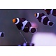 Black Ocellaris Clown (Amphiprion ocellaris) Captive Bred G