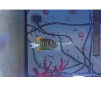 Flame Fin (Tomini) Tang-Ctenochaetus tominiensis