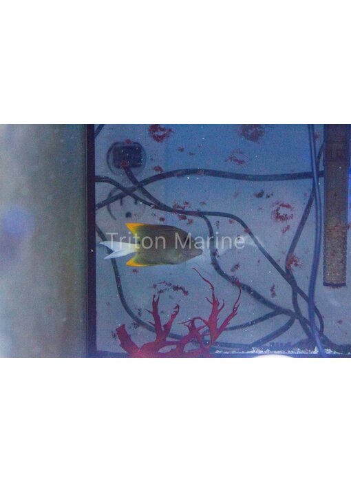 Flame Fin (Tomini) Tang-Ctenochaetus tominiensis