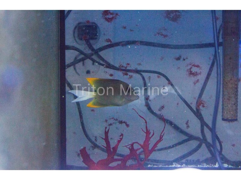 Flame Fin (Tomini) Tang-Ctenochaetus tominiensis