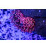 Rose Bubble Anemone