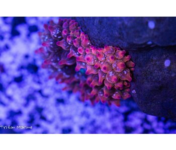 Rose Bubble Anemone