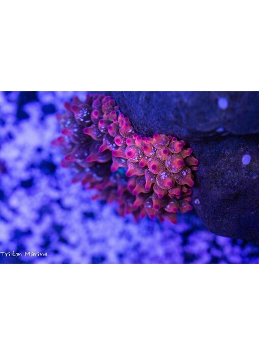 Rose Bubble Anemone