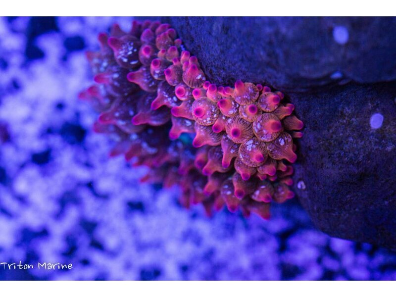 Rose Bubble Anemone