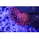 Rose Bubble Anemone