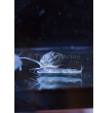Tonga nassarius snail-Nassarius sp