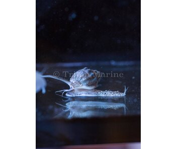 Tonga nassarius snail-Nassarius sp