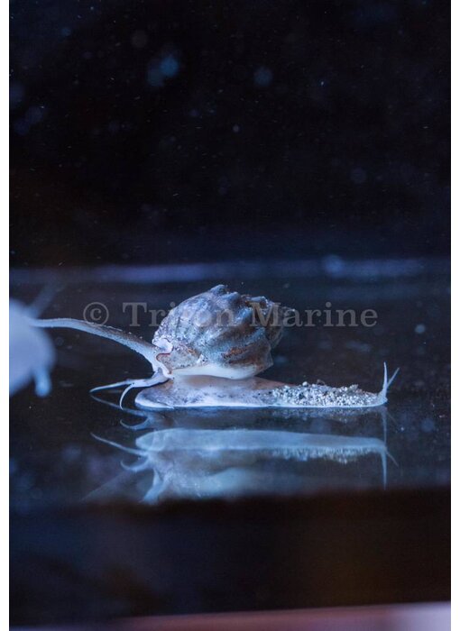 Tonga nassarius snail-Nassarius sp