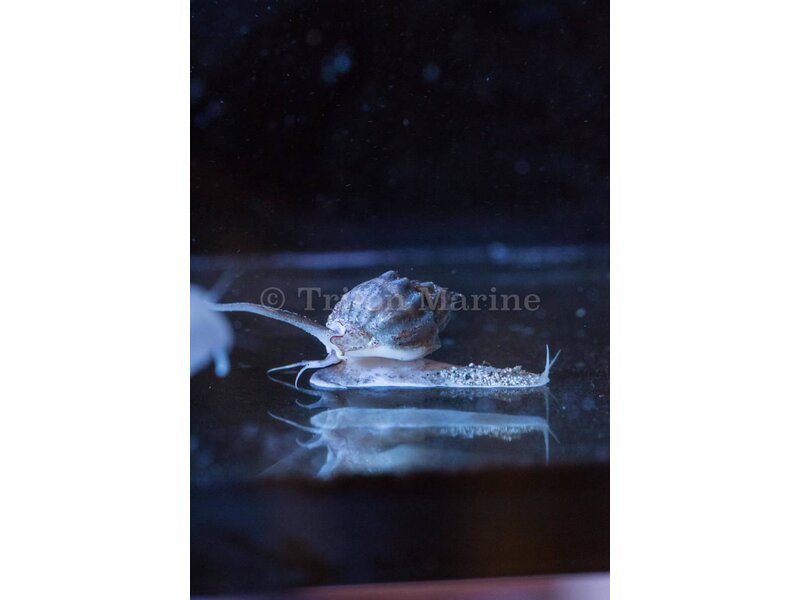 Tonga nassarius snail-Nassarius sp