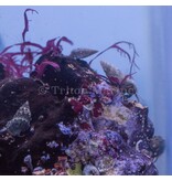 Assorted Hermit Crab