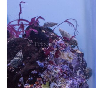 Assorted Hermit Crab