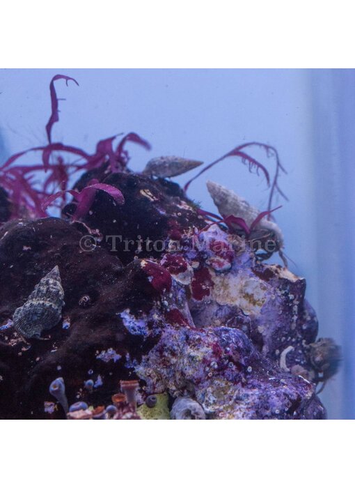 Assorted Hermit Crab