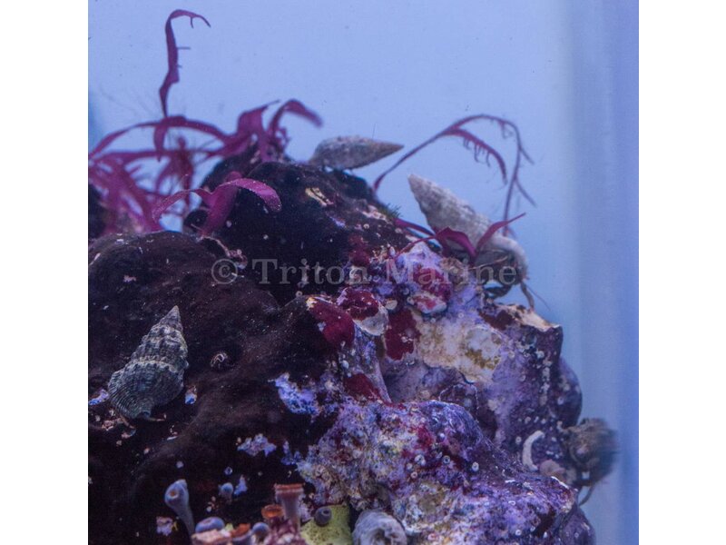 Assorted Hermit Crab