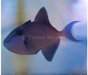 Niger Trigger (Odonus niger) G