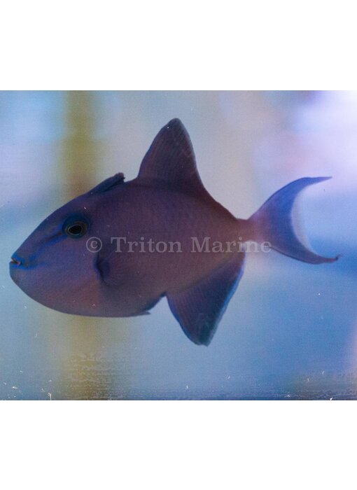 Niger Trigger (Odonus niger) G