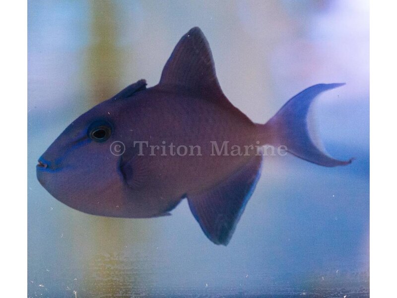 Niger Trigger (Odonus niger) G