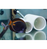 Achilles Tang (Acanthurus achilles)