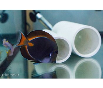 Achilles Tang (Acanthurus achilles)