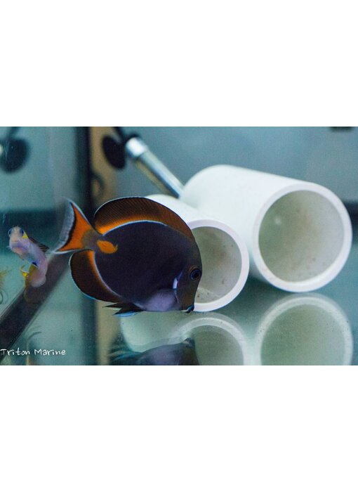 Achilles Tang (Acanthurus achilles)