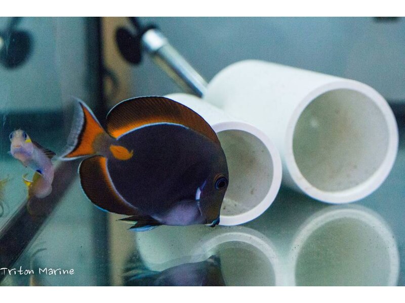 Achilles Tang (Acanthurus achilles)