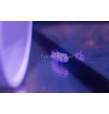 Orange Spotted Goby (Amblyeleotris guttata)