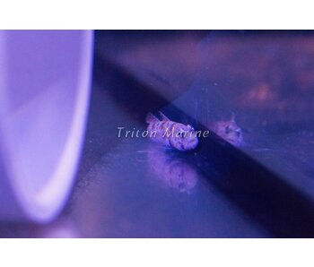 Orange Spotted Goby (Amblyeleotris guttata)