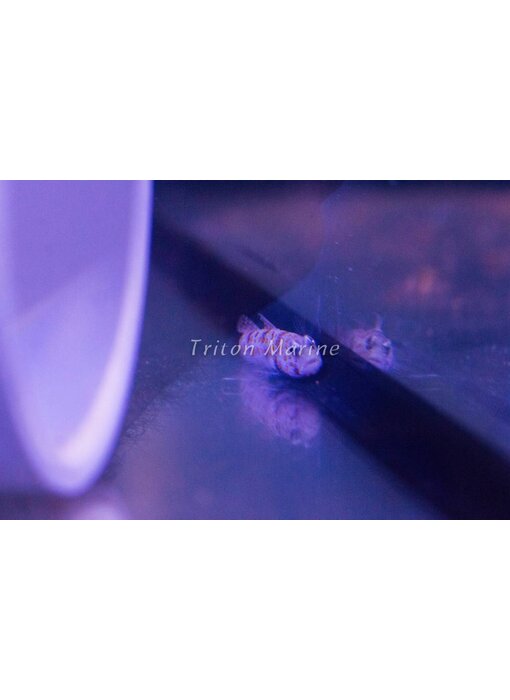 Orange Spotted Goby (Amblyeleotris guttata)