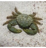 Emerald Crab (Mithraculus sculptus)