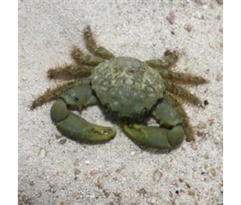 Emerald Crab (Mithraculus sculptus)
