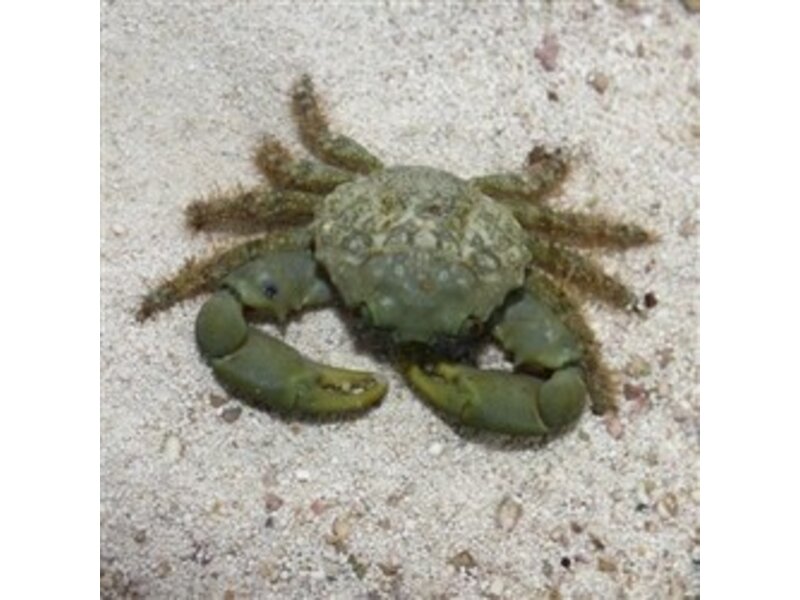 Emerald Crab (Mithraculus sculptus)