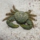 Emerald Crab (Mithraculus sculptus)