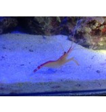 Skunk Cleaner Shrimp (Lysmata amboinensis)