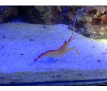 Skunk Cleaner Shrimp (Lysmata amboinensis)