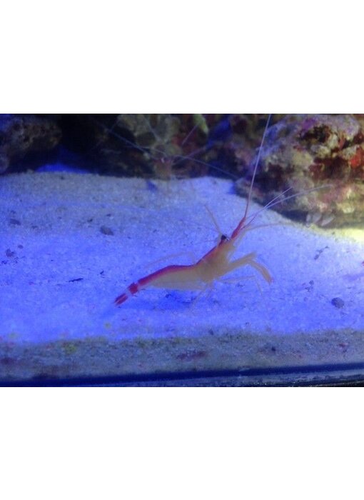 Skunk Cleaner Shrimp (Lysmata amboinensis)