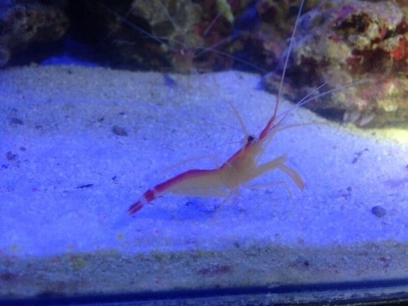 Skunk Cleaner Shrimp (Lysmata amboinensis)