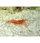 Peppermint Shrimp (Lysmata wurdemanni)