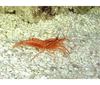 Peppermint Shrimp (Lysmata wurdemanni)