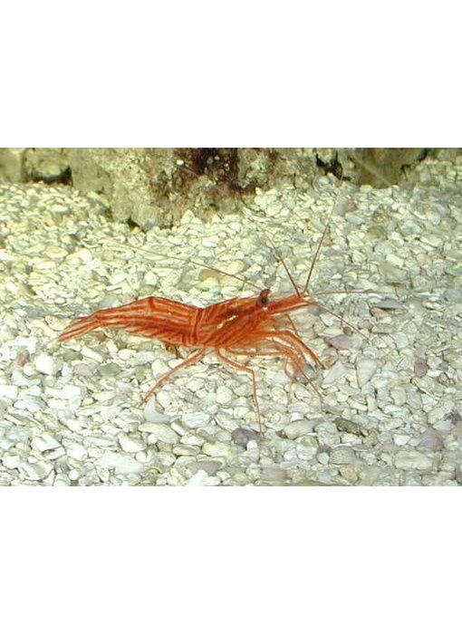 Peppermint Shrimp (Lysmata wurdemanni)