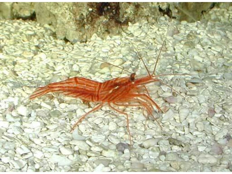 Peppermint Shrimp (Lysmata wurdemanni)