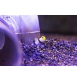 Dracula goby and pistol shrimp pair