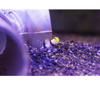 Dracula goby and pistol shrimp pair