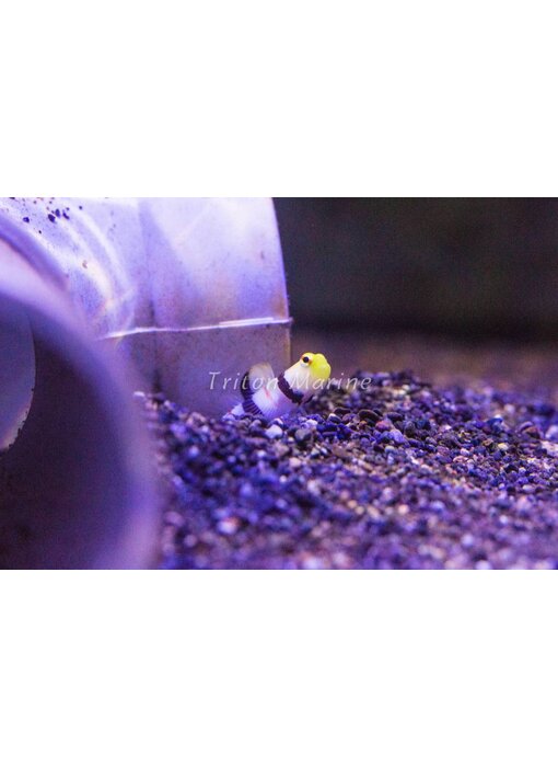 Dracula goby and pistol shrimp pair