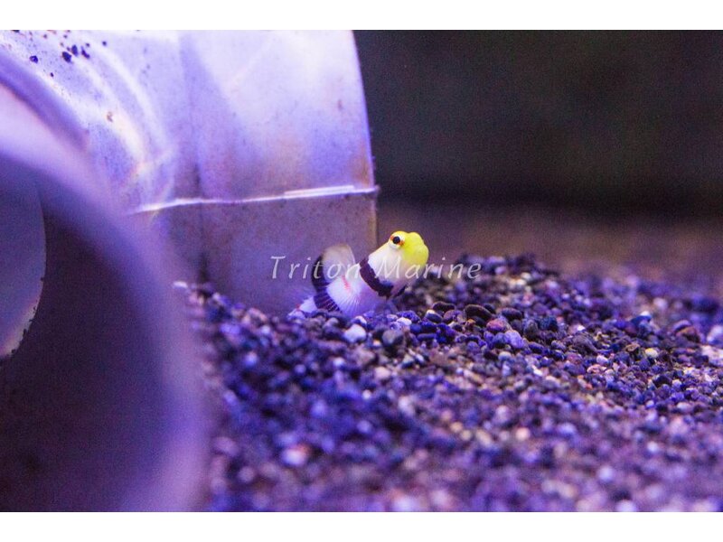 Dracula goby and pistol shrimp pair