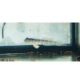 Pink Spotted Watchman Goby (Cryptocentrus leptocephalus)