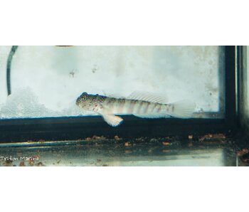 Pink Spotted Watchman Goby (Cryptocentrus leptocephalus)