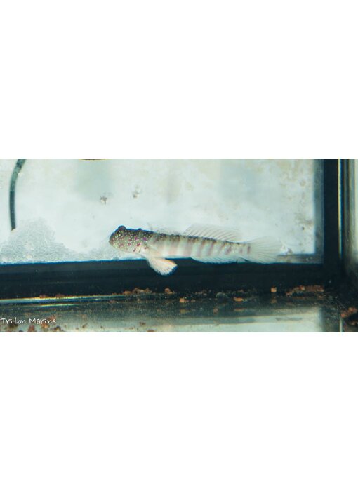 Pink Spotted Watchman Goby (Cryptocentrus leptocephalus)
