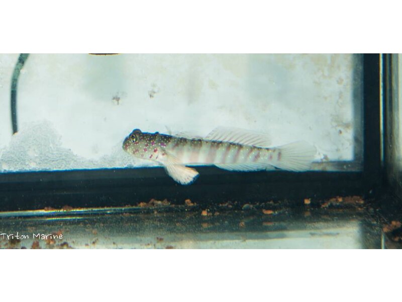 Pink Spotted Watchman Goby (Cryptocentrus leptocephalus)