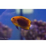 Fisher's Angelfish (Centropyge fisheri)
