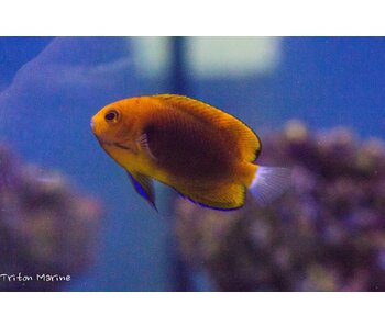 Fisher's Angelfish (Centropyge fisheri)