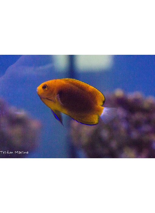 Fisher's Angelfish (Centropyge fisheri)